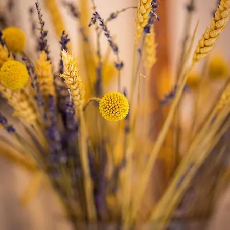 βυσωκά 아파트 칼라브리타