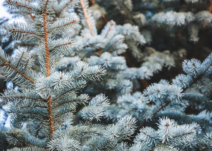 Appartamento βυσωκά